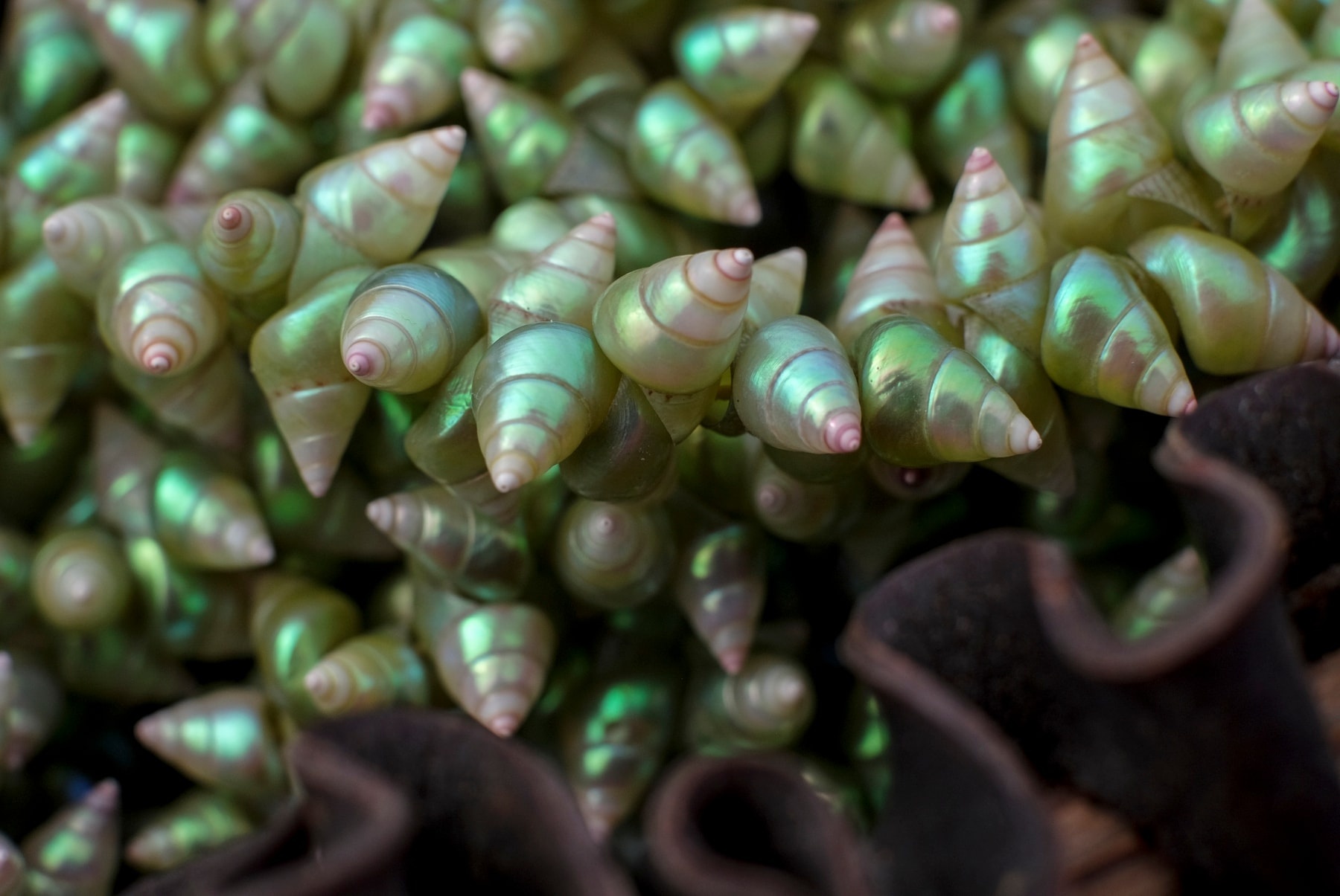 bien,  tao be,  Tasmania,  chay rung anh 5