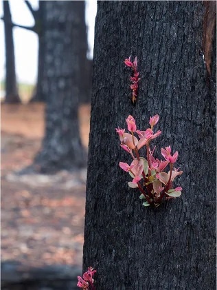 chay rung,  Uc,  New South Wales,  hoi sinh anh 2