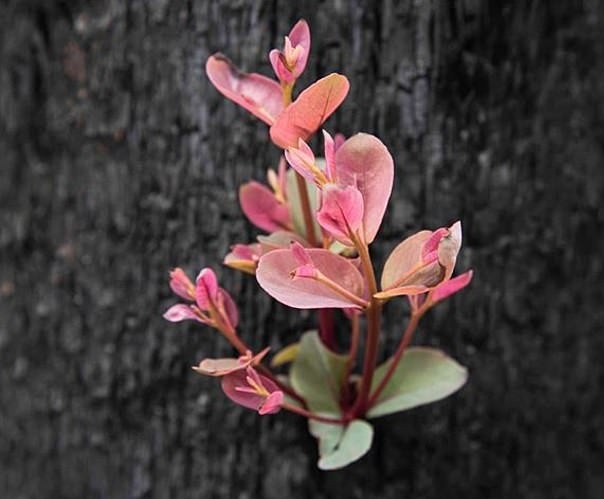 Choi non moc tren cay bi thieu rui trong chay rung o Australia hinh anh