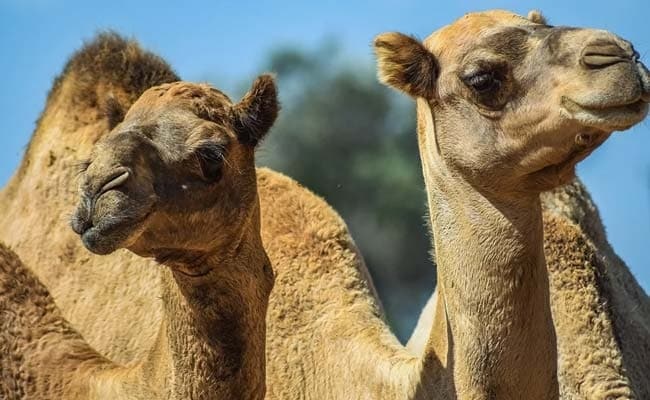 Tay sung tren truc thang ban chet hon 5.000 con lac da o Australia hinh anh