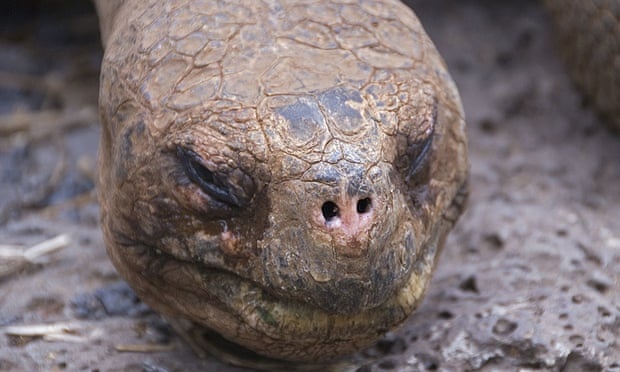 Tim thay hau due cua rua khong lo 'George co don' da tuyet chung hinh anh