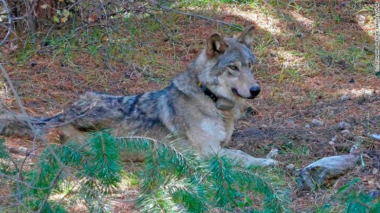 Soi xam quy hiem di hon 14.000 km chet o California hinh anh