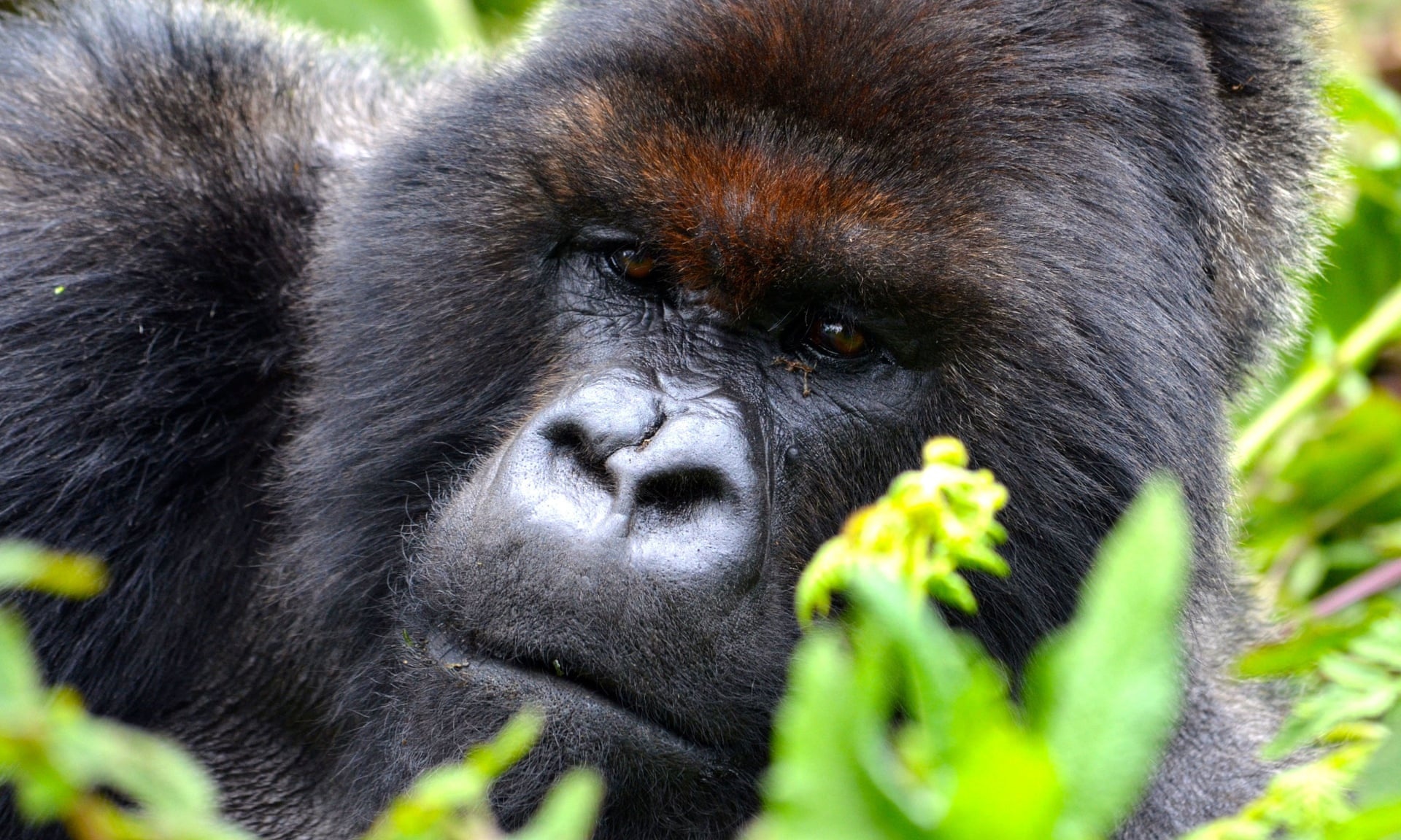 4 con khi dot quy hiem trong sach do chet vi set danh hinh anh