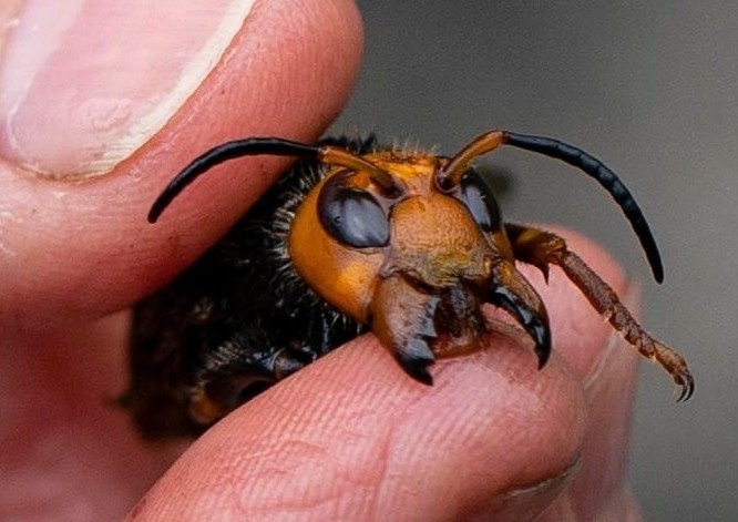 Ong bap cay sat thu den My - ac mong cua nhung nguoi nuoi ong hinh anh