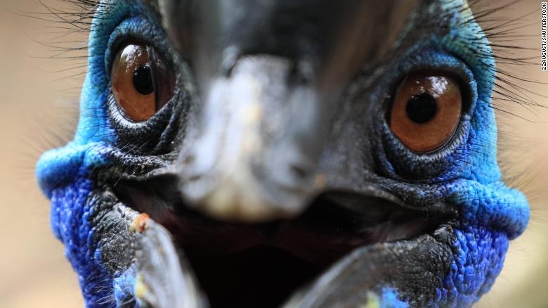 Phat hien moi ve loai chim nguy hiem nhat the gioi co mong sac nhu dao hinh anh