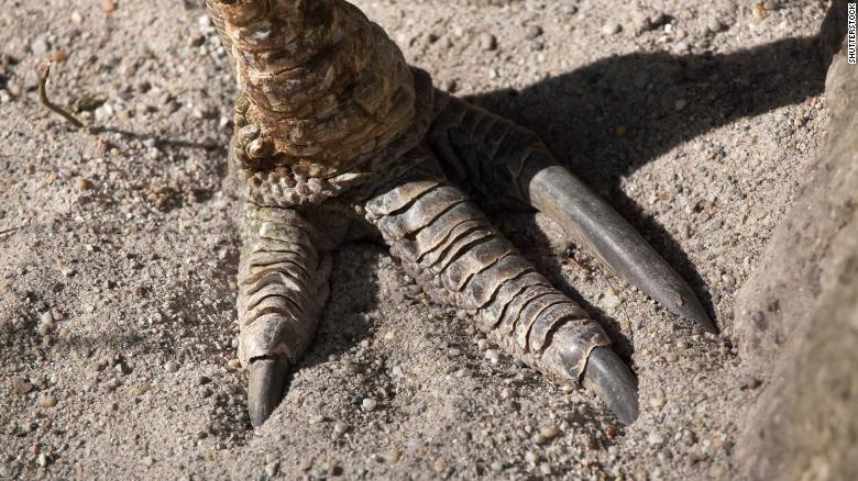 loai chim nguy hiem nhat the gioi anh 2