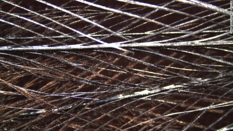 loai chim nguy hiem nhat the gioi anh 4