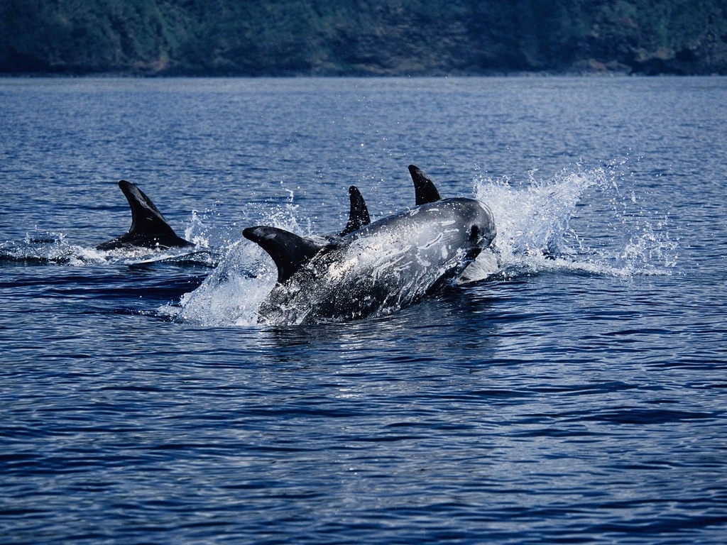 Hang dan ca heo, ca duoi, ca map xuat hien doc bo bien vi vang nguoi hinh anh