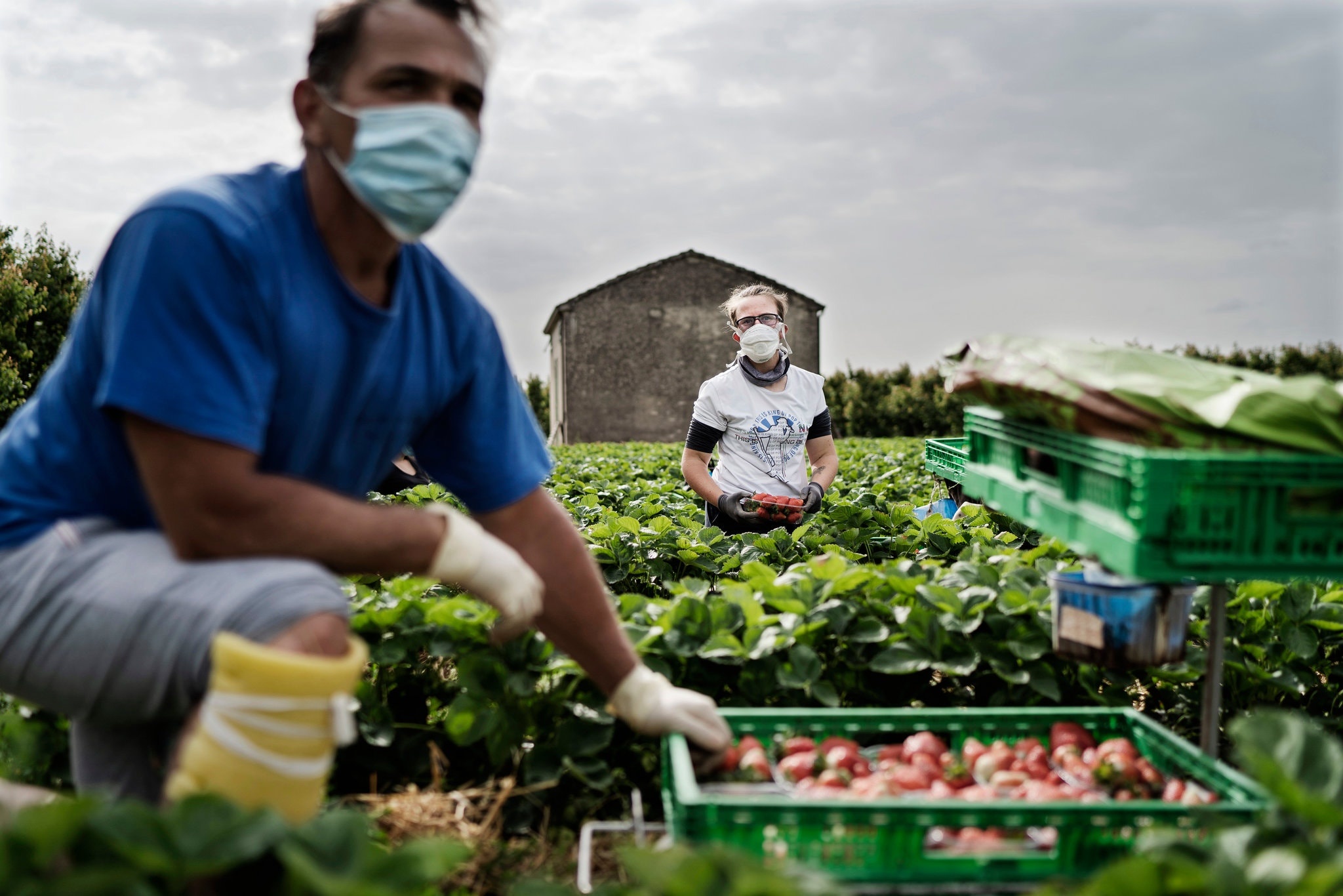 That nghiep trong dai dich, nguoi Italy quay lai voi nghe nong hinh anh