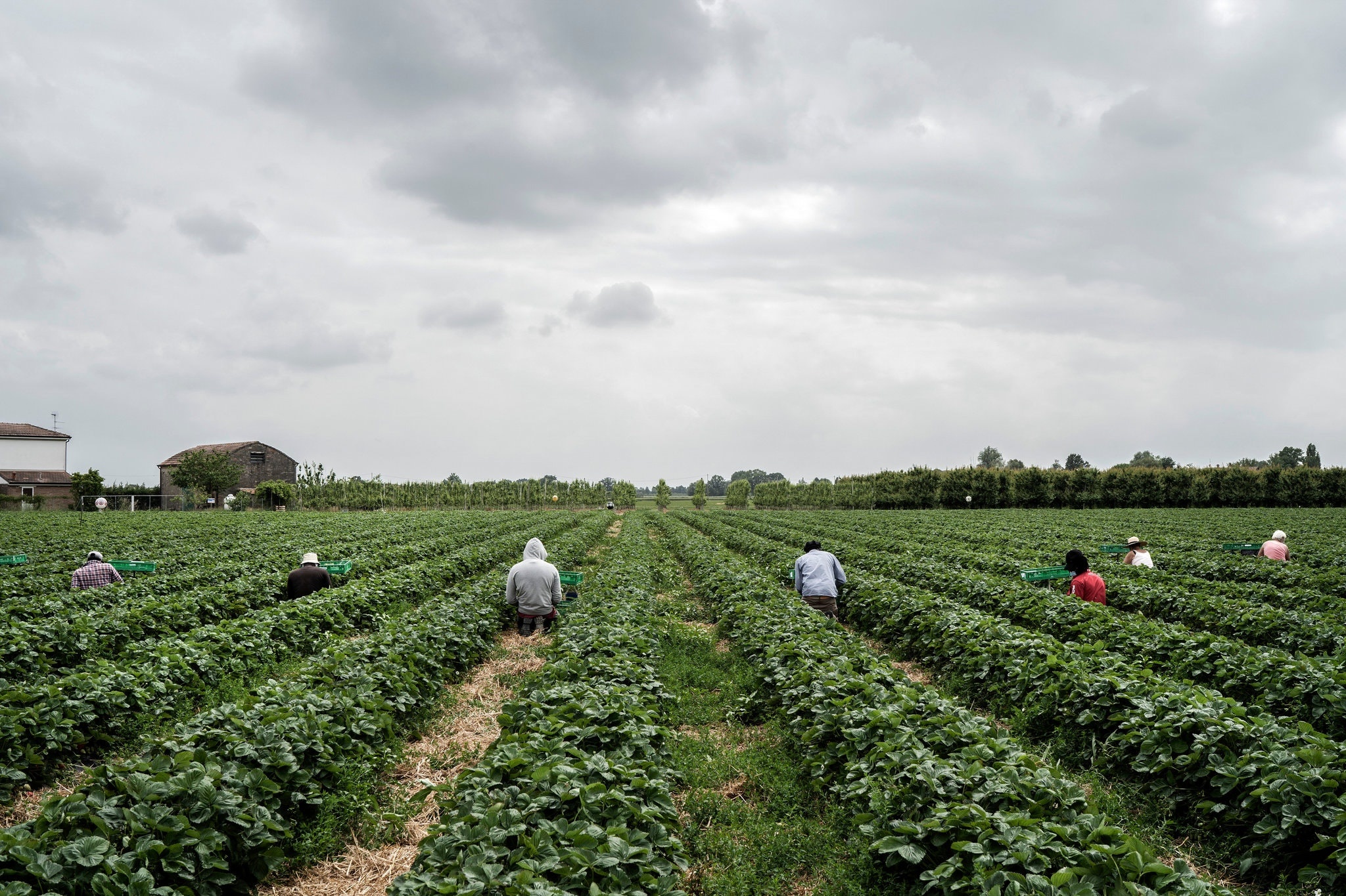 nguoi Italy quay lai lam nong dan anh 1