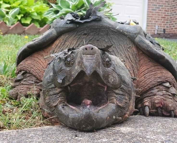 Tim thay rua ca sau khong lo trong khu dan cu o My hinh anh