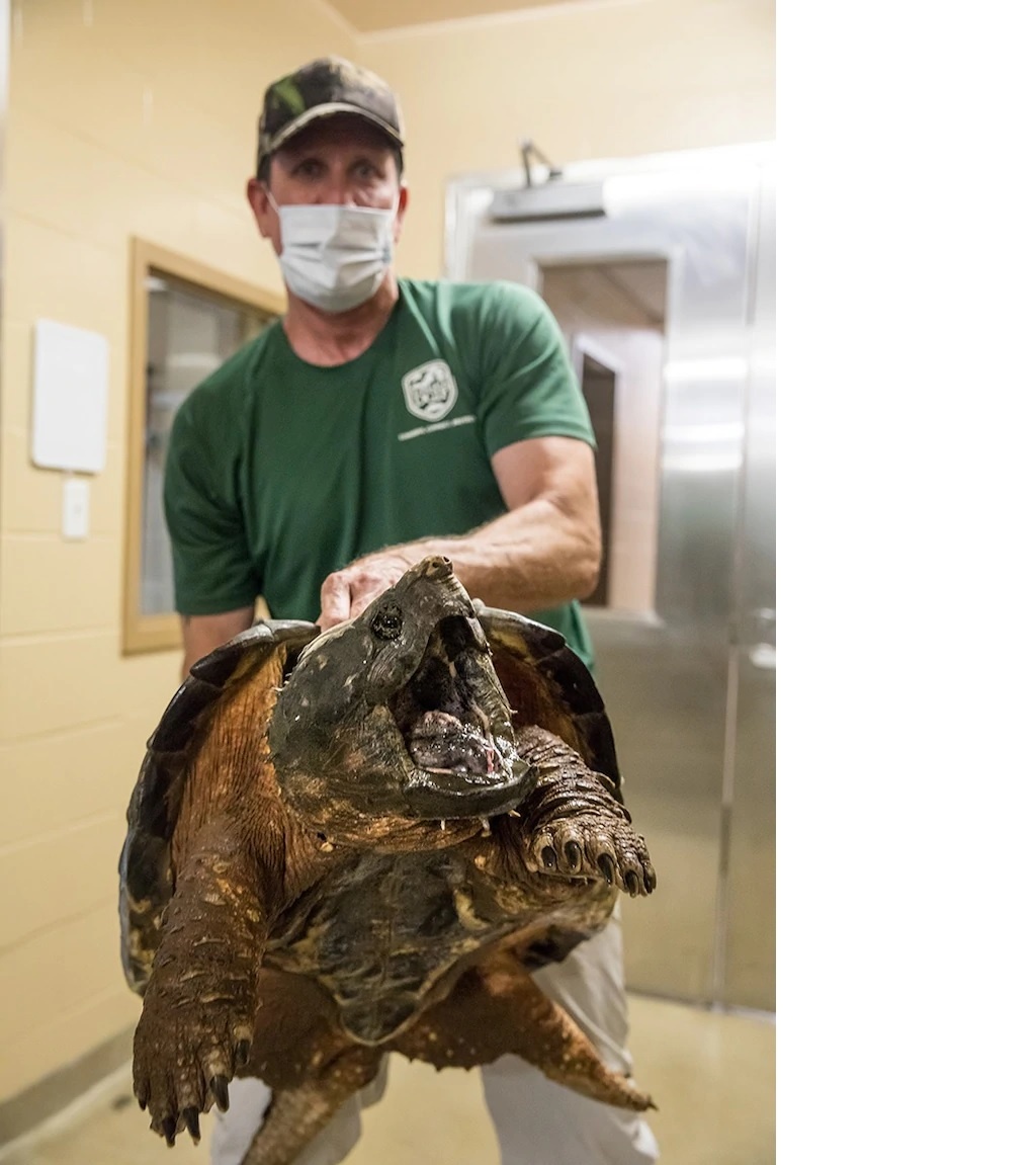 tim thay rua ca sau khong lo anh 2