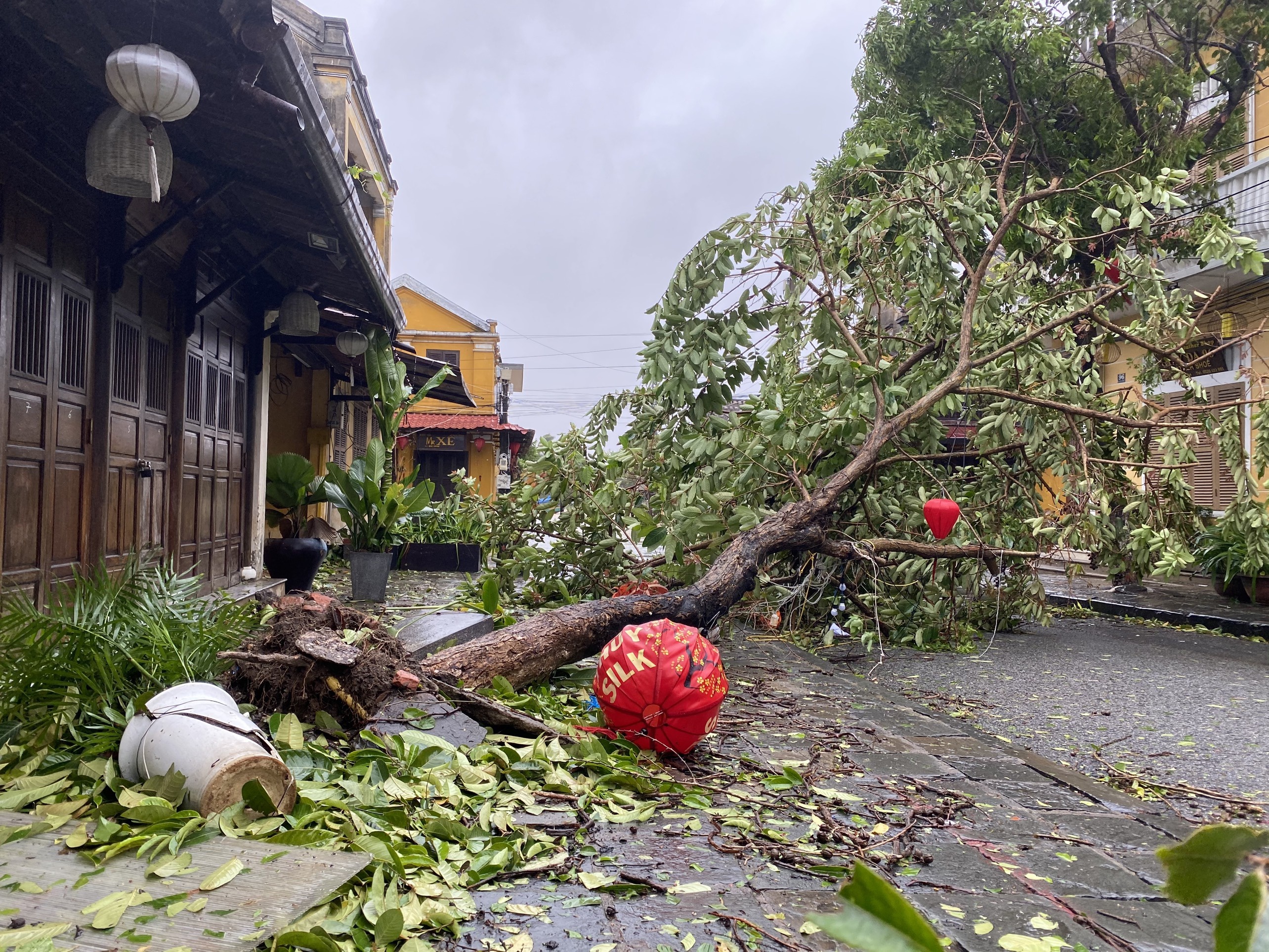 Y nghia dang sau ten bao Molave hinh anh