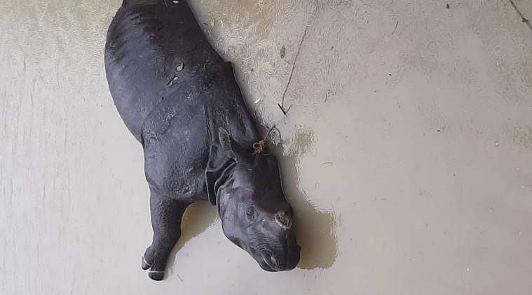 Te giac quy hiem chet duoi trong lu lut o An Do hinh anh