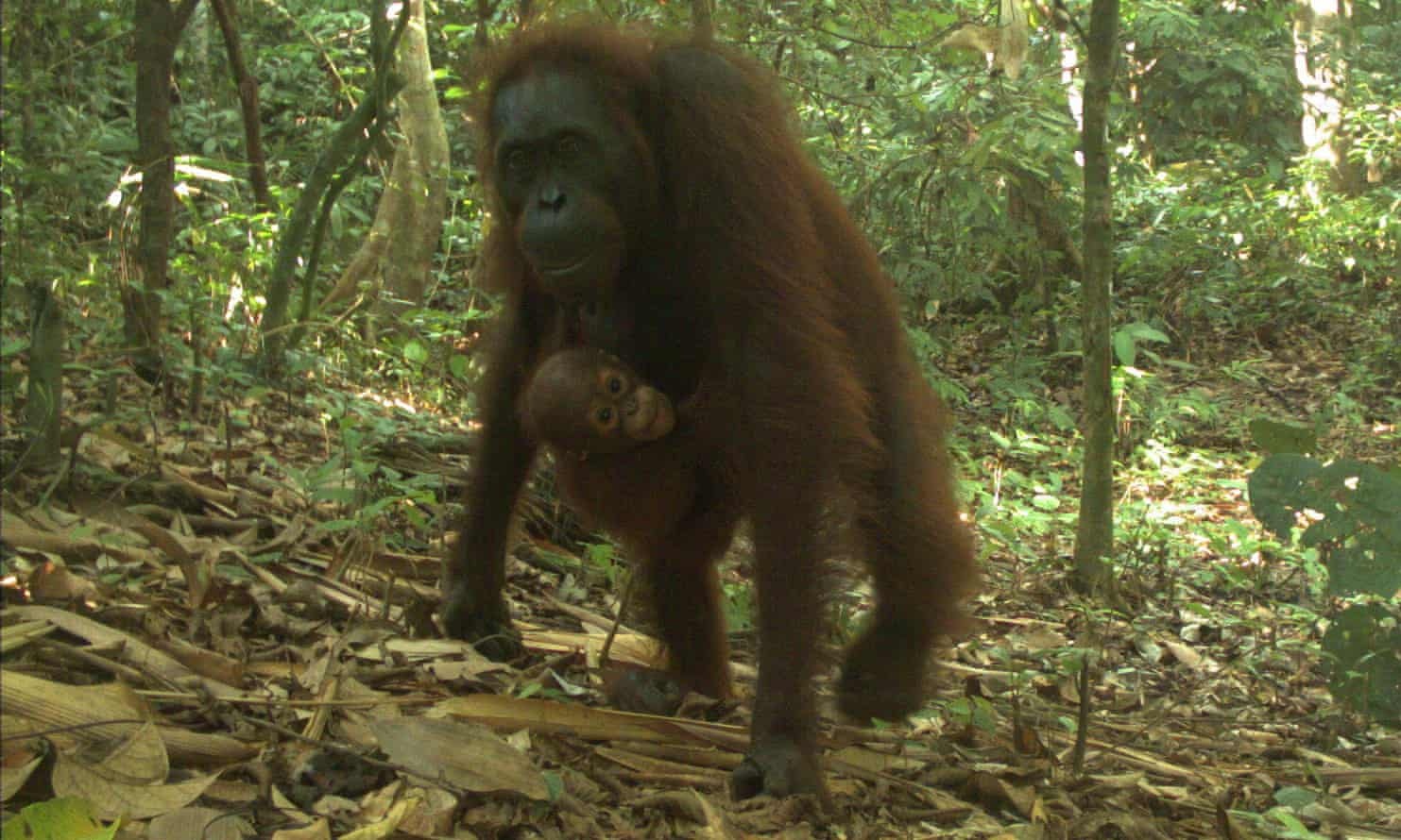 bat gap dong vat quy hiem anh 10