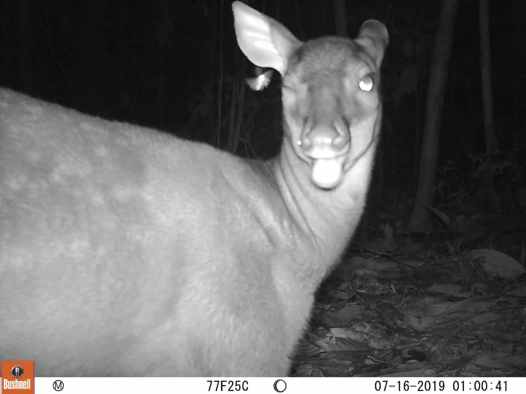 bat gap dong vat quy hiem anh 9