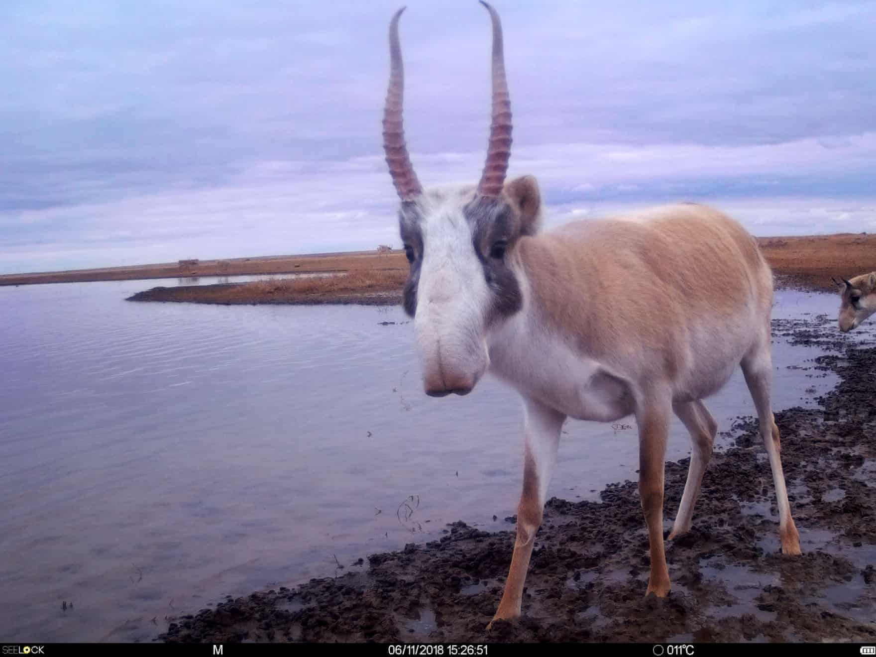 bat gap dong vat quy hiem anh 1