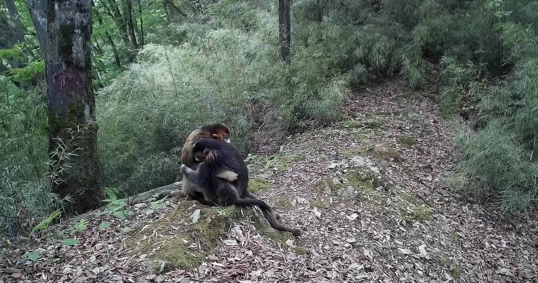 bat gap dong vat quy hiem anh 2