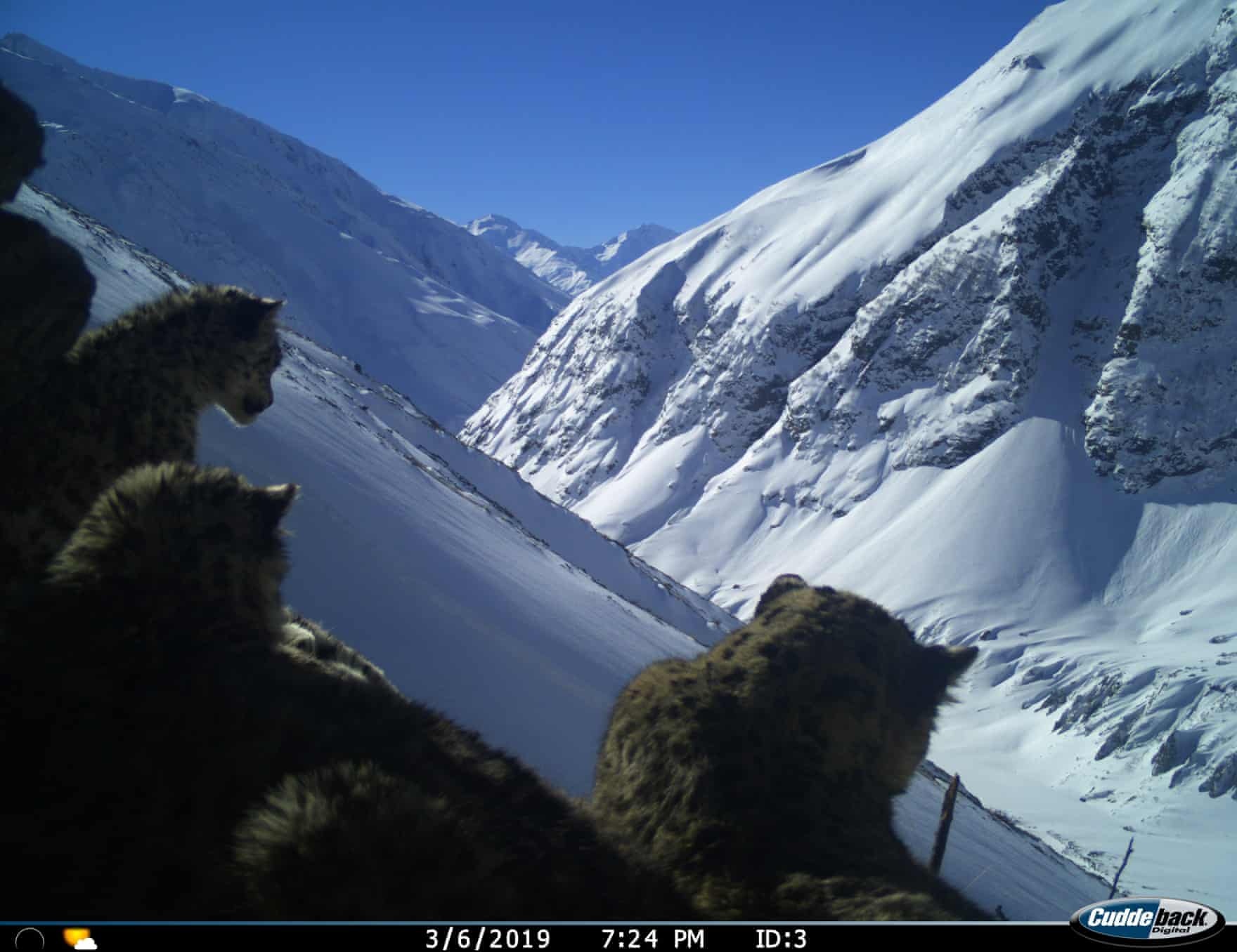 bat gap dong vat quy hiem anh 3