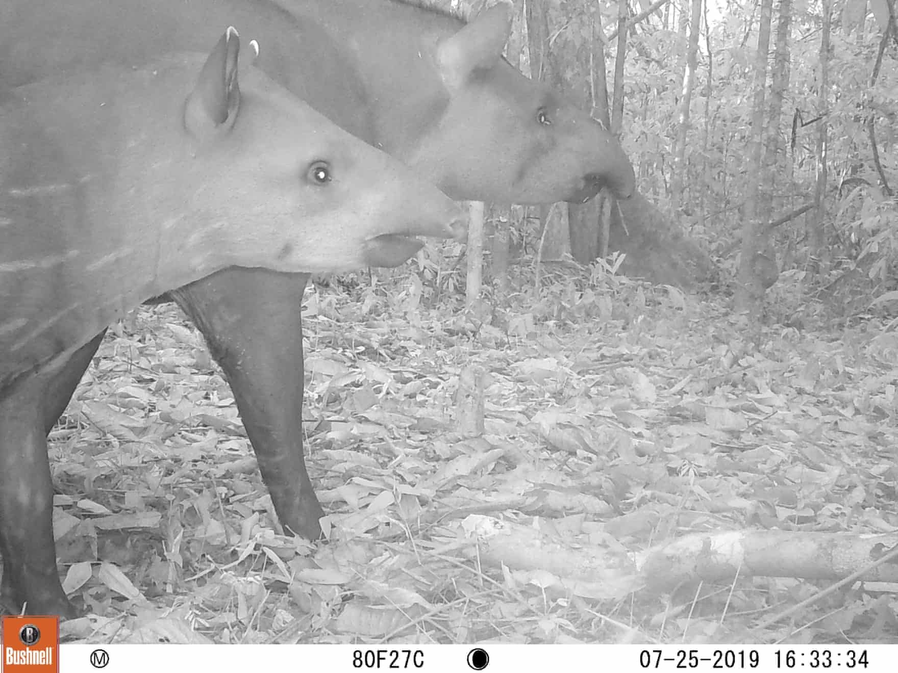 bat gap dong vat quy hiem anh 4