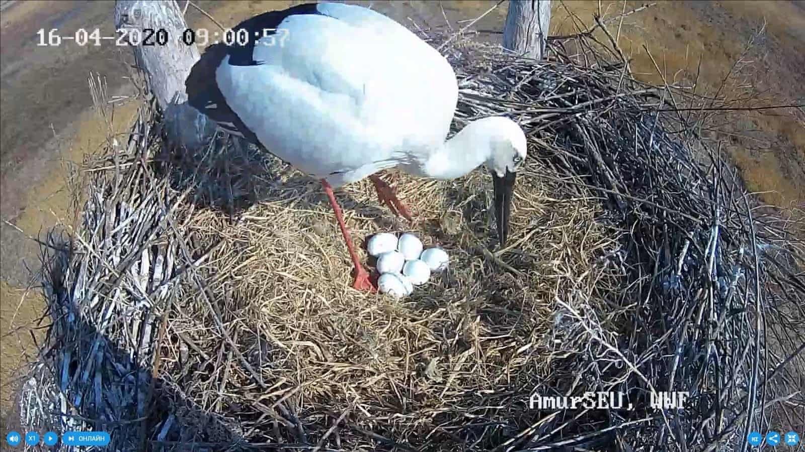 bat gap dong vat quy hiem anh 5