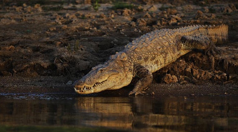 Bat nguoi nghi giet 50 tai xe taxi, vut xac xuong kenh ca sau o An Do hinh anh