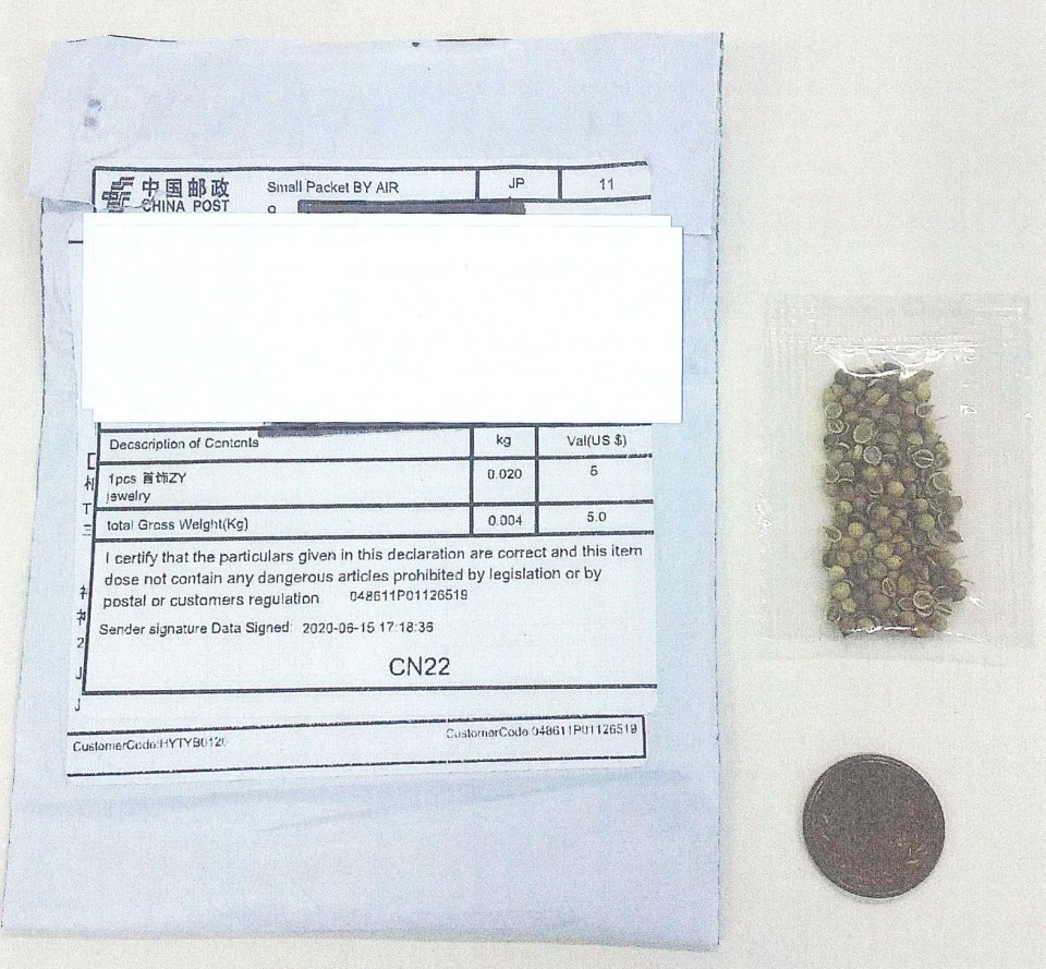 hat giong bi an Trung Quoc gui den Nhat Ban anh 1