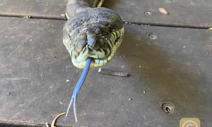 Tran kim cuong lam thung tran nha o Australia hinh anh