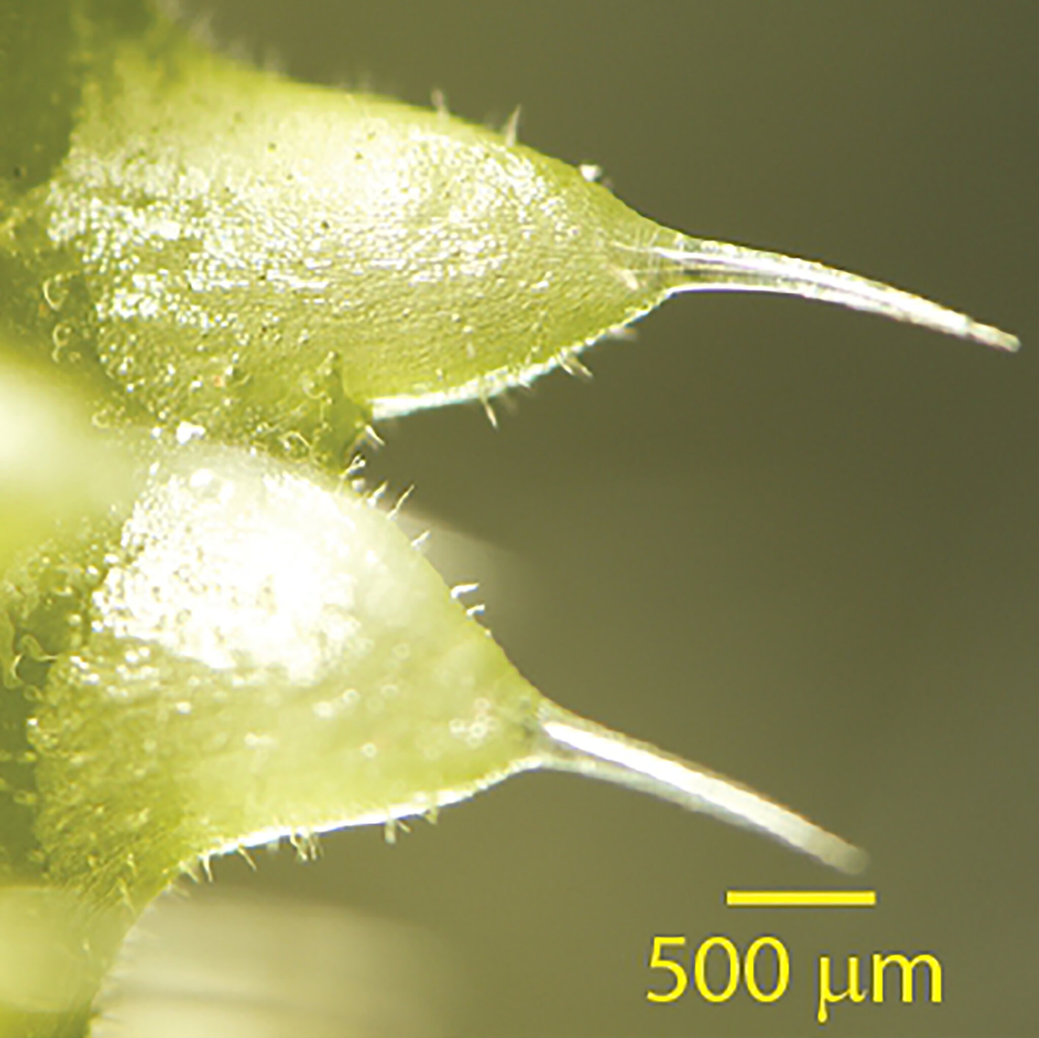 Phat hien cay tam ma co noc doc nhu cua bo cap o Australia hinh anh