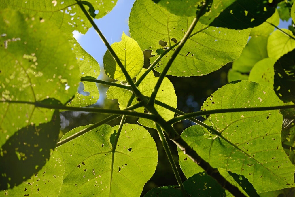 la cay co noc doc nhu bo cap anh 1