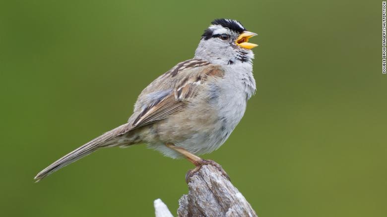 Chim o San Francisco hot khac di vi Covid-19 hinh anh