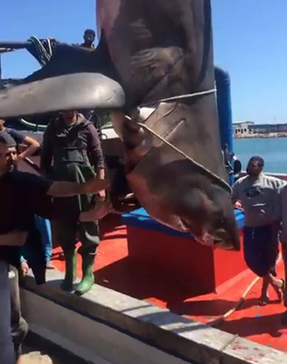 danh bat ca map o Tunisia anh 2