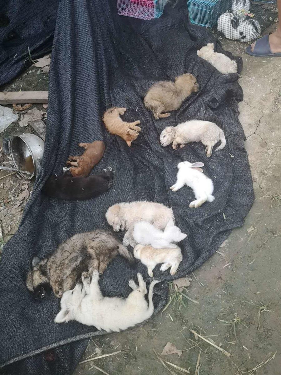 5.000 thu cung anh 2