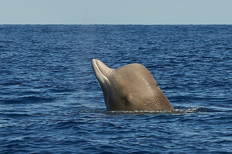 Chuyen gia Anh vat va lua ca voi khoi vung bien co tap tran hinh anh