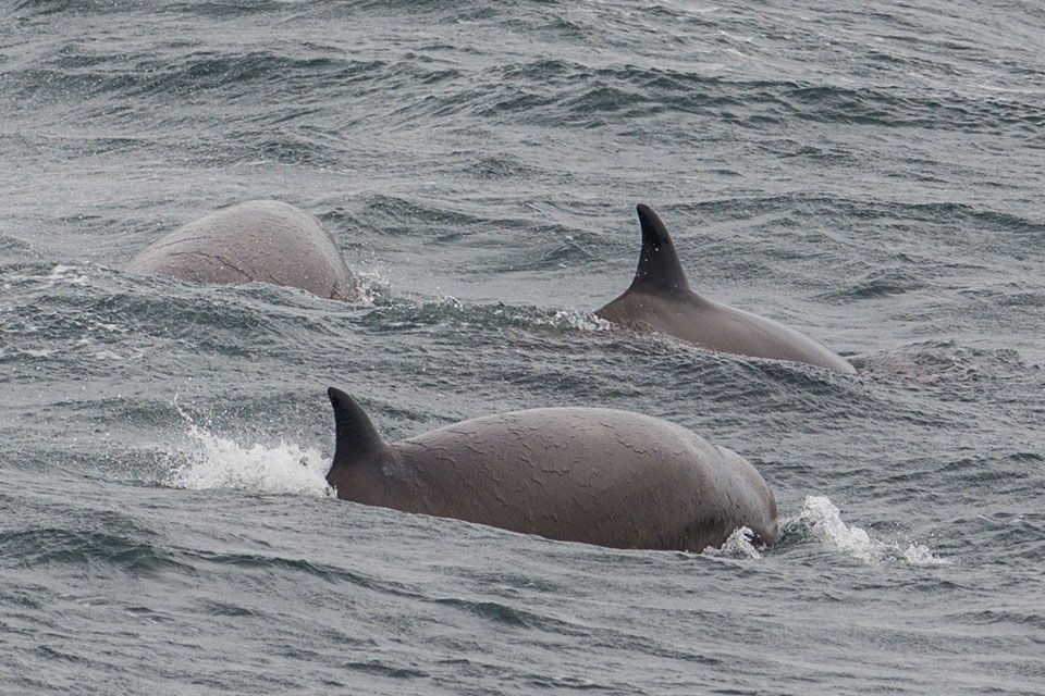 Anh lua ca voi tranh tap tran anh 1