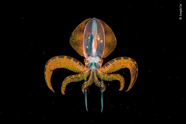 anh dong vat hoang da dat giai 2020 anh 10