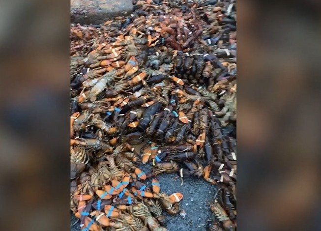 200 nguoi dap pha co so che bien tom hum o Canada hinh anh