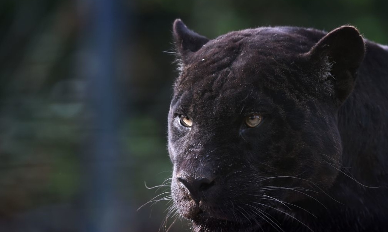 Nguoi dan ong bi thuong nang sau khi tra 150 USD de so bao den hinh anh