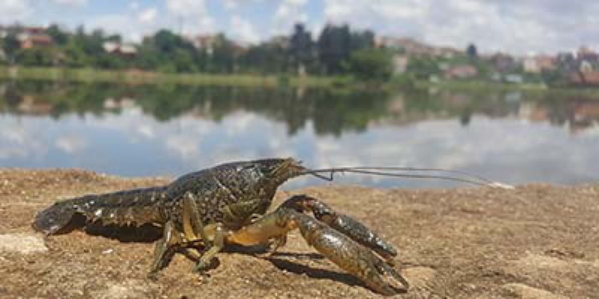 Tom hum dat tu nhan ban xam chiem nghia trang o Bi hinh anh