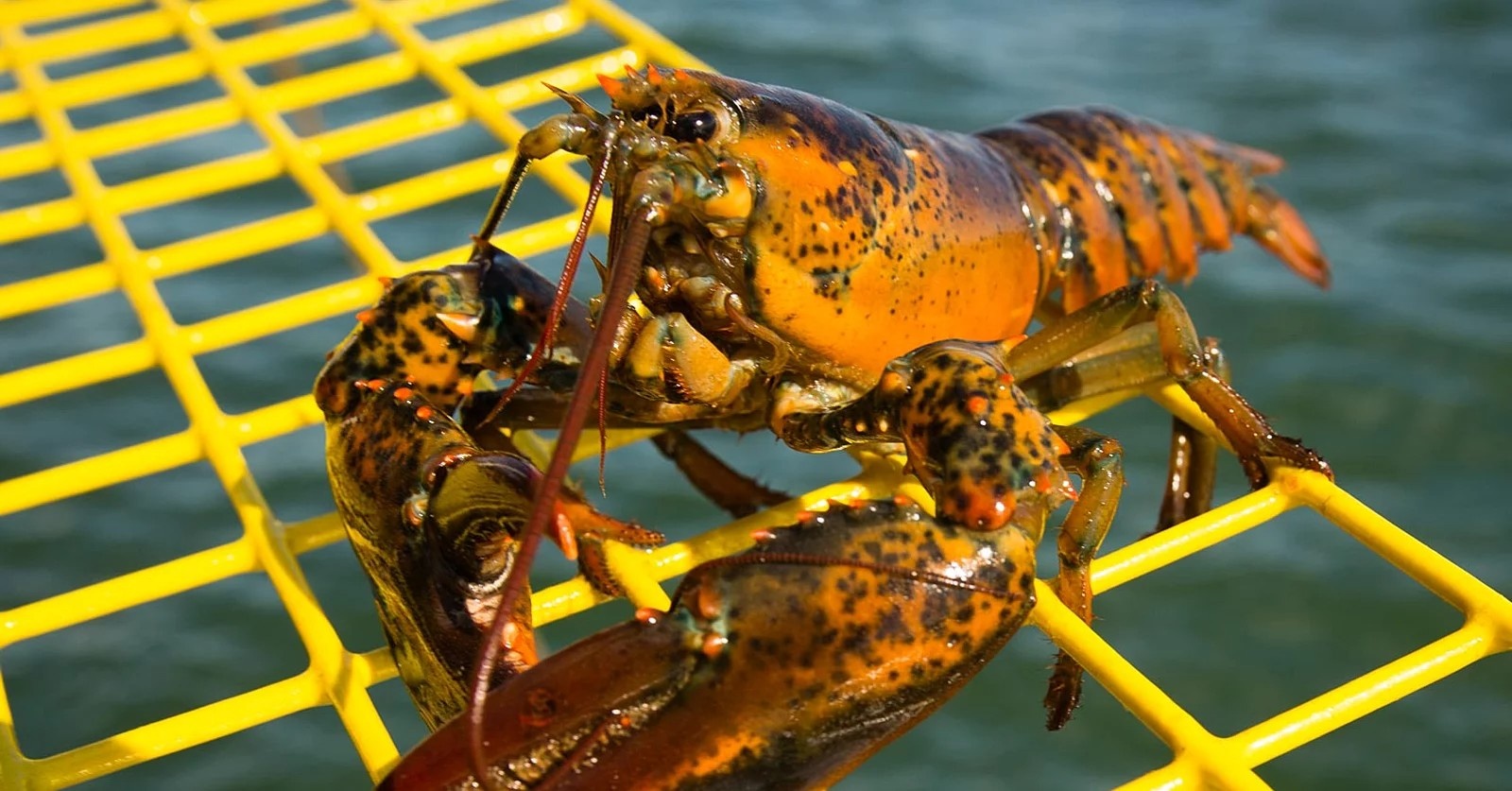 Tru luong tom hum o Maine cao ky luc hinh anh