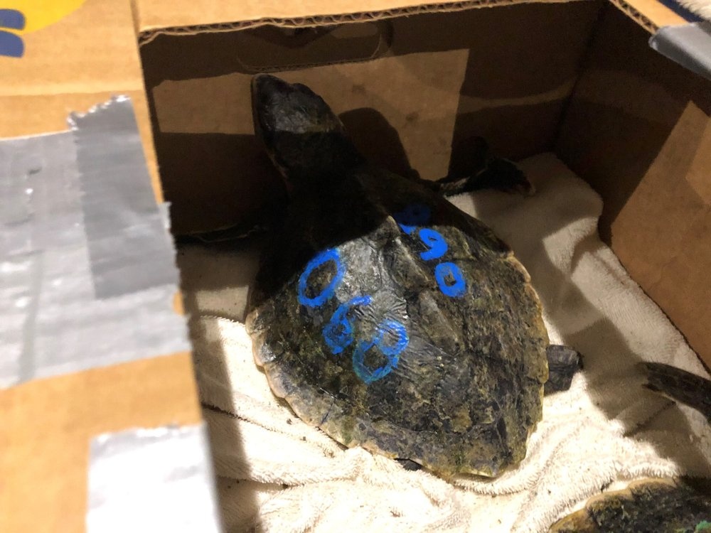 Suyt chet vi nuoc bien, 30 con vich lai gap hanh trinh song gio hinh anh