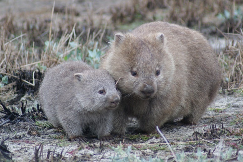 Tai sao gau tui wombat co phan hinh khoi vuong? hinh anh