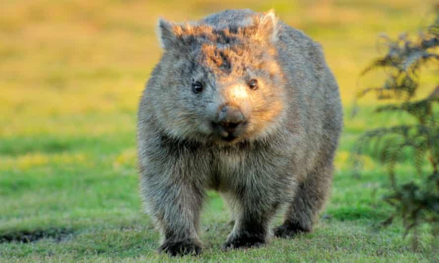 gau tui wombat co phan vuong anh 2
