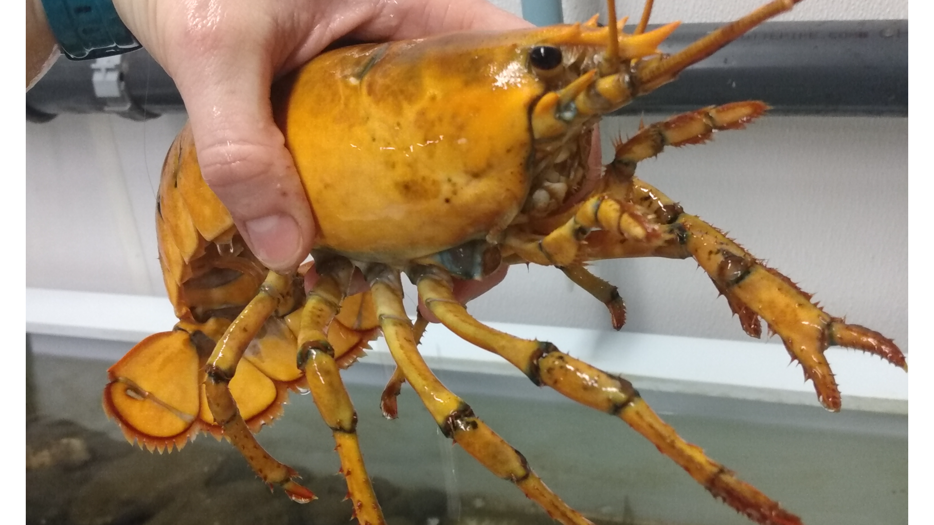 tom hum vang quy hiem anh 1