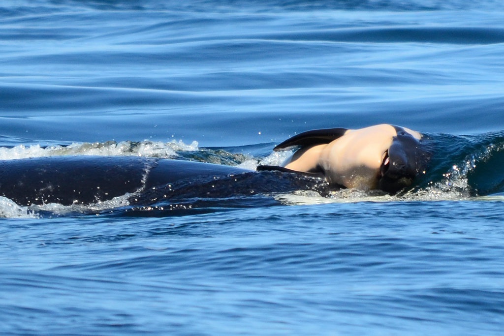 chuyen hai dan ca voi sat thu anh 3