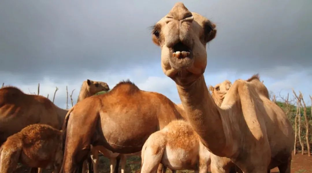 Lac da co the la nguon goc cua dai dich tiep theo hinh anh