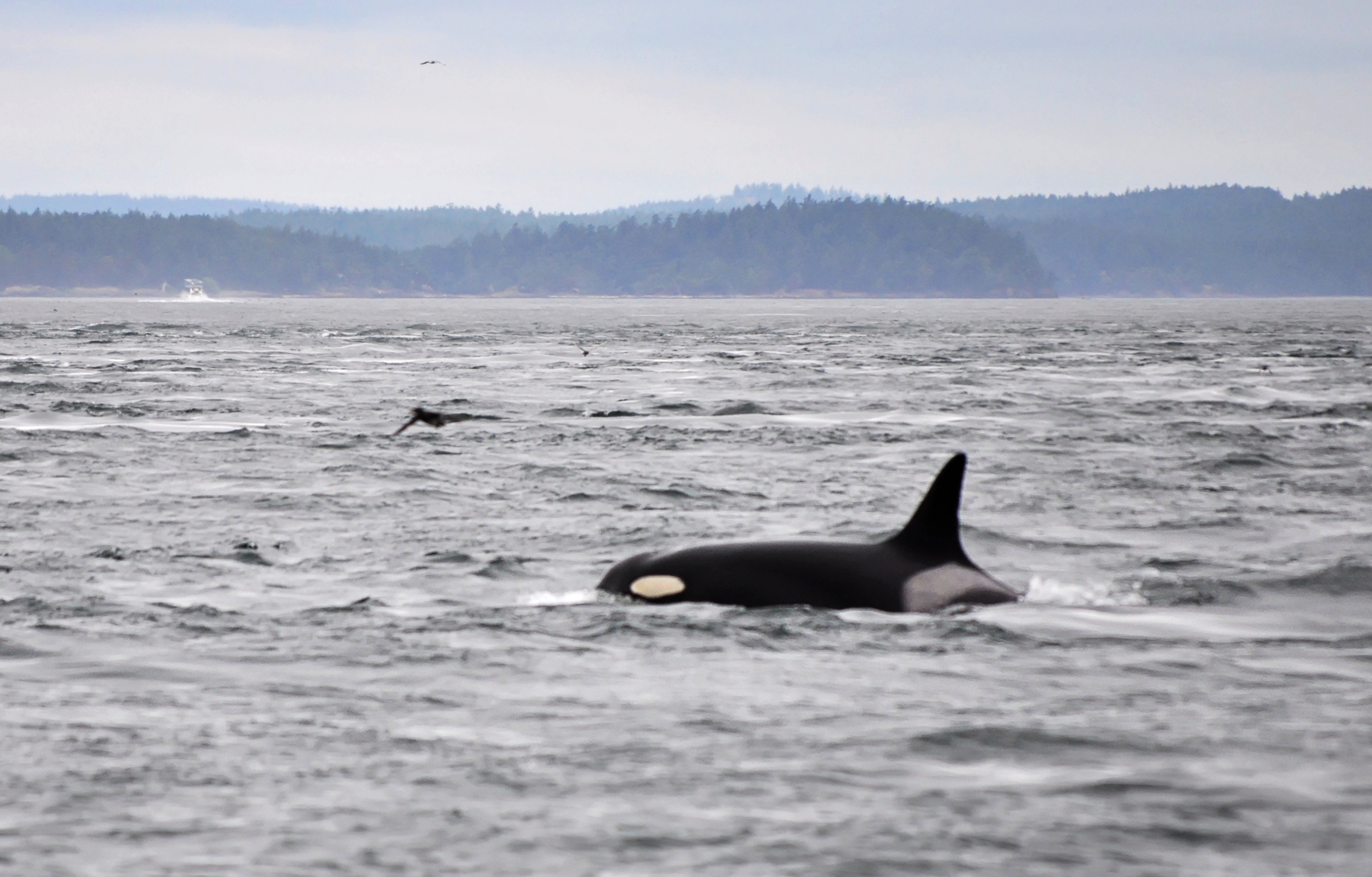 chuyen hai dan ca voi sat thu anh 1