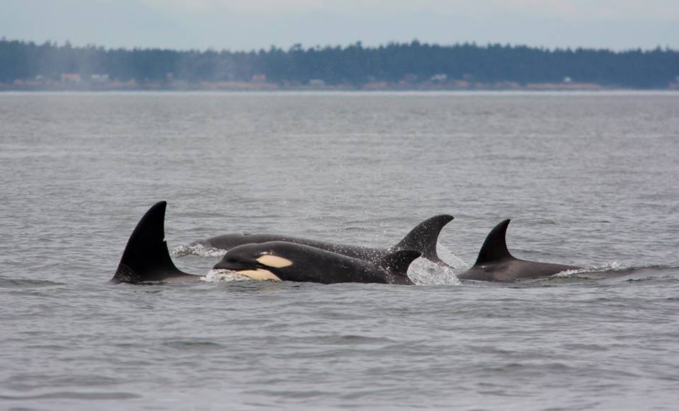 chuyen hai dan ca voi sat thu anh 2