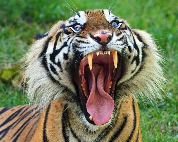 Ho song chuong o Indonesia, mot nhan vien vuon thu thiet mang hinh anh