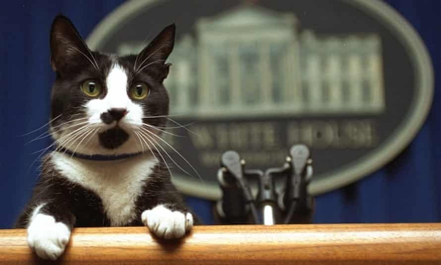 Gia dinh Biden nuoi them meo hinh anh